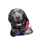 staffy  ethan（個別スタンプ：5）