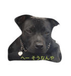 staffy  ethan（個別スタンプ：6）