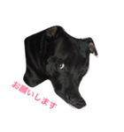 staffy  ethan（個別スタンプ：7）