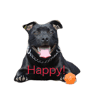 staffy  ethan（個別スタンプ：8）