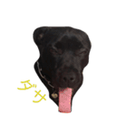 staffy  ethan（個別スタンプ：11）