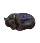 staffy  ethan（個別スタンプ：12）