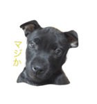 staffy  ethan（個別スタンプ：13）