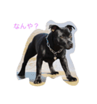 staffy  ethan（個別スタンプ：14）