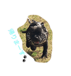 staffy  ethan（個別スタンプ：15）