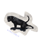 staffy  ethan（個別スタンプ：16）