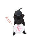 staffy  ethan（個別スタンプ：17）