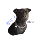 staffy  ethan（個別スタンプ：21）