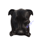 staffy  ethan（個別スタンプ：24）