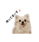 Lovely Chihuahua chiro（個別スタンプ：1）