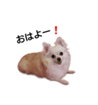 Lovely Chihuahua chiro（個別スタンプ：3）