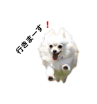 Lovely Chihuahua chiro（個別スタンプ：4）