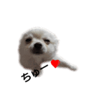 Lovely Chihuahua chiro（個別スタンプ：5）