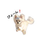Lovely Chihuahua chiro（個別スタンプ：6）