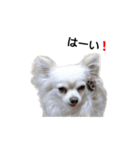Lovely Chihuahua chiro（個別スタンプ：7）