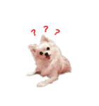 Lovely Chihuahua chiro（個別スタンプ：8）