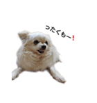 Lovely Chihuahua chiro（個別スタンプ：9）