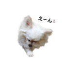 Lovely Chihuahua chiro（個別スタンプ：10）