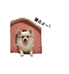 Lovely Chihuahua chiro（個別スタンプ：11）