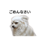 Lovely Chihuahua chiro（個別スタンプ：13）