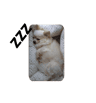 Lovely Chihuahua chiro（個別スタンプ：15）