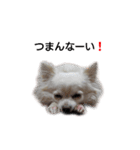 Lovely Chihuahua chiro（個別スタンプ：16）