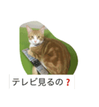 kojitora（個別スタンプ：1）