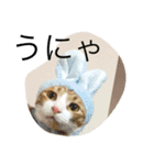 kojitora（個別スタンプ：4）
