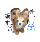 はまだスタンプ（個別スタンプ：7）