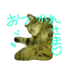 チャイスタンプ（個別スタンプ：8）
