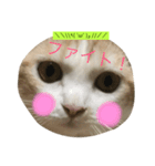 丸猫顔スタンプ（個別スタンプ：3）