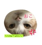 丸猫顔スタンプ（個別スタンプ：4）