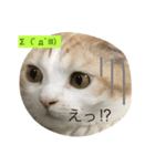 丸猫顔スタンプ（個別スタンプ：7）