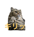 gororn（個別スタンプ：3）