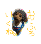 愛犬華ちゃん（個別スタンプ：1）