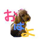 愛犬華ちゃん（個別スタンプ：2）