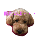 愛犬華ちゃん（個別スタンプ：3）