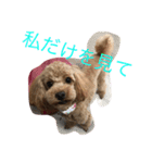 愛犬華ちゃん（個別スタンプ：4）