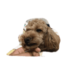 愛犬華ちゃん（個別スタンプ：6）
