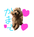 愛犬華ちゃん（個別スタンプ：8）