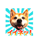 柴犬 虎太郎スタンプ（個別スタンプ：1）