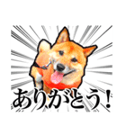 柴犬 虎太郎スタンプ（個別スタンプ：2）