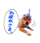 柴犬 虎太郎スタンプ（個別スタンプ：3）