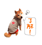 柴犬 虎太郎スタンプ（個別スタンプ：4）