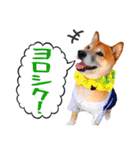 柴犬 虎太郎スタンプ（個別スタンプ：5）