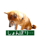 柴犬 虎太郎スタンプ（個別スタンプ：6）