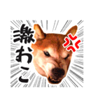 柴犬 虎太郎スタンプ（個別スタンプ：7）