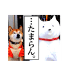 柴犬 虎太郎スタンプ（個別スタンプ：8）