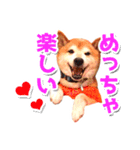 柴犬 虎太郎スタンプ（個別スタンプ：9）