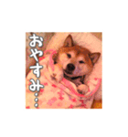 柴犬 虎太郎スタンプ（個別スタンプ：10）